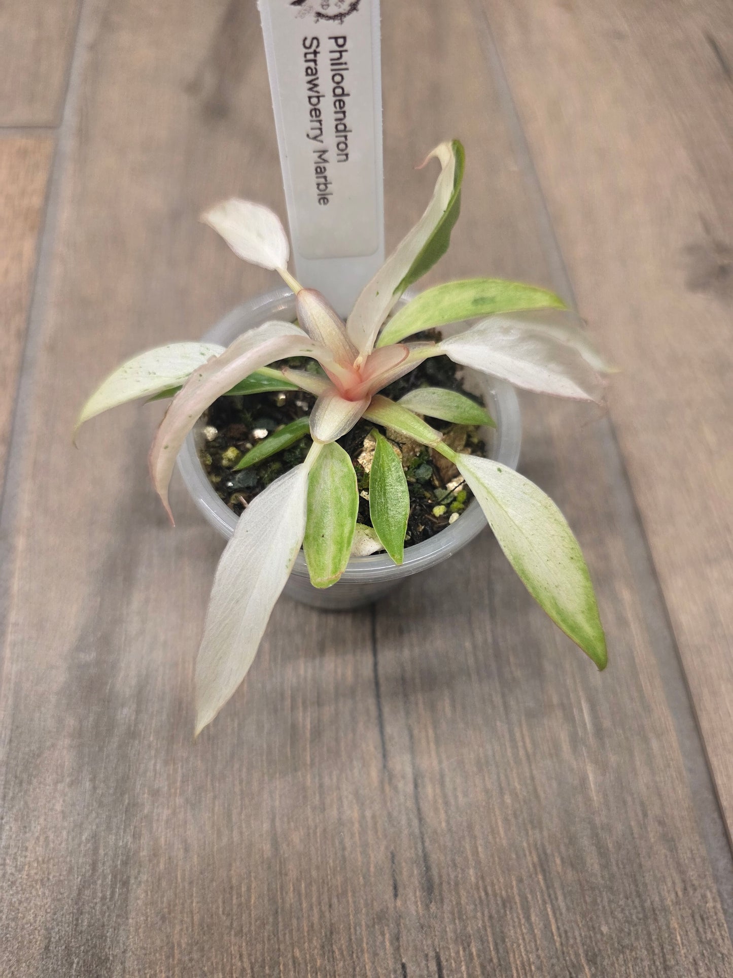 Philodendron Strawberry Marble