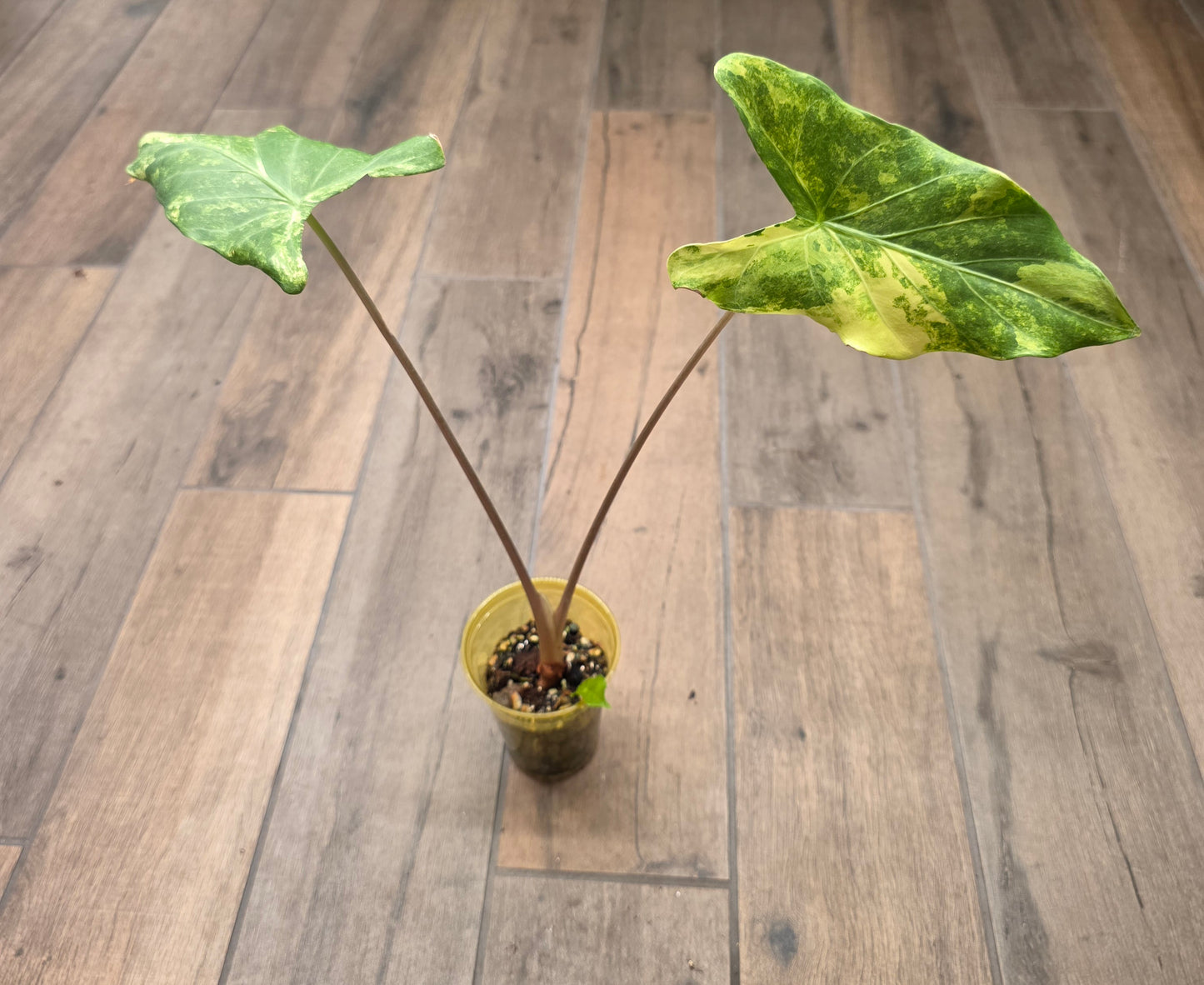Alocasia Calidora X Pink Dragon Aurea