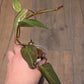 Philodendron Micans Halo