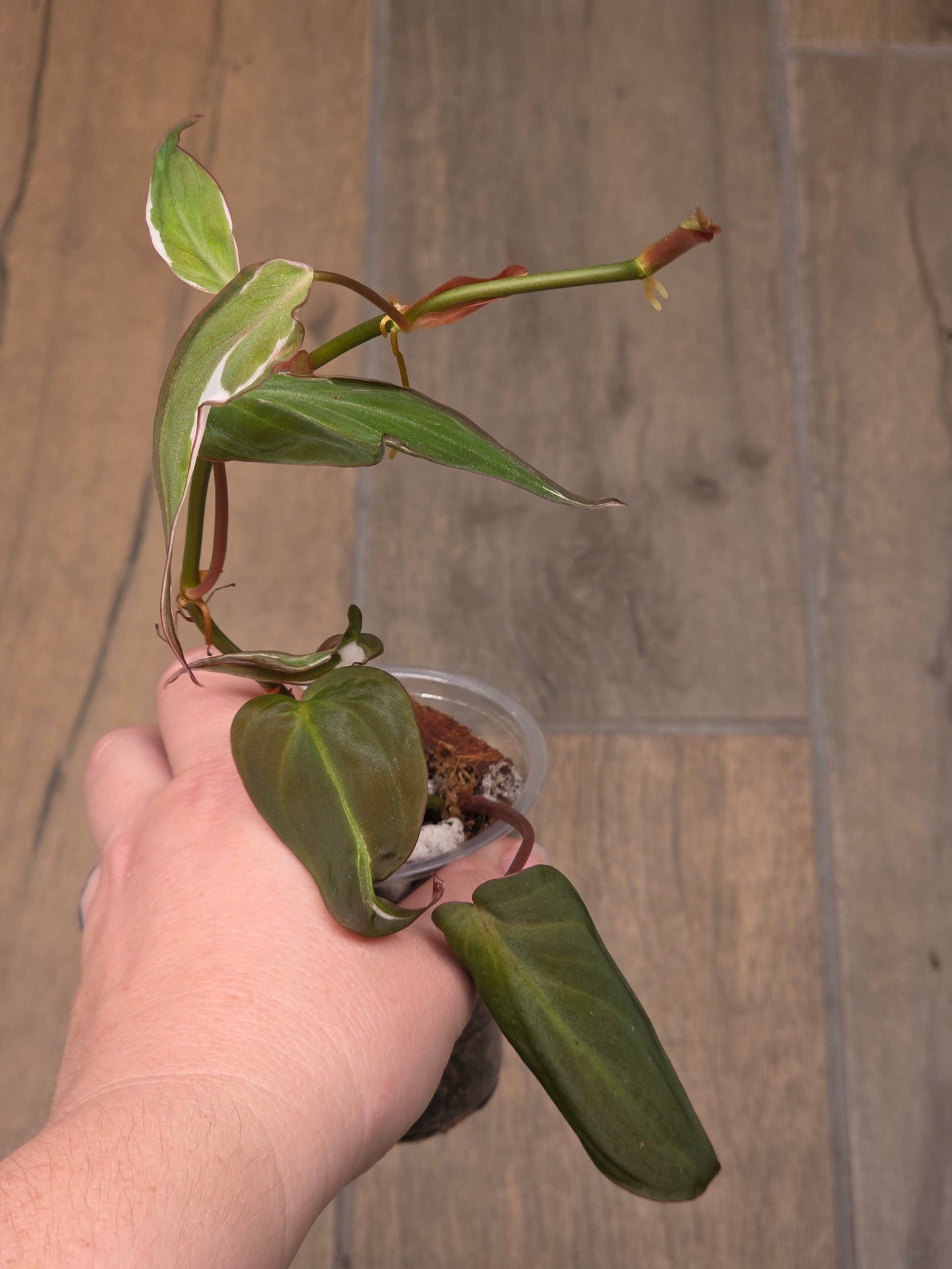 Philodendron Micans Halo