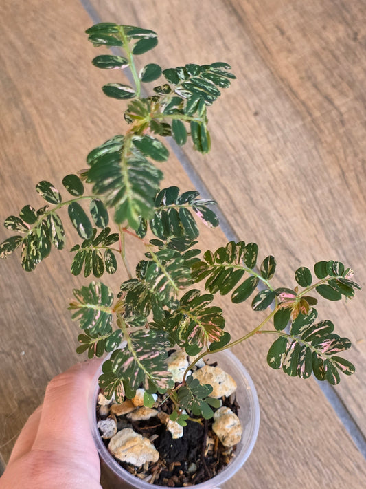 Phyllanthus Urinaria Pink Variegated