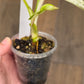Philodendron Emerald Ice