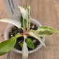 Philodendron Strawberry Marble
