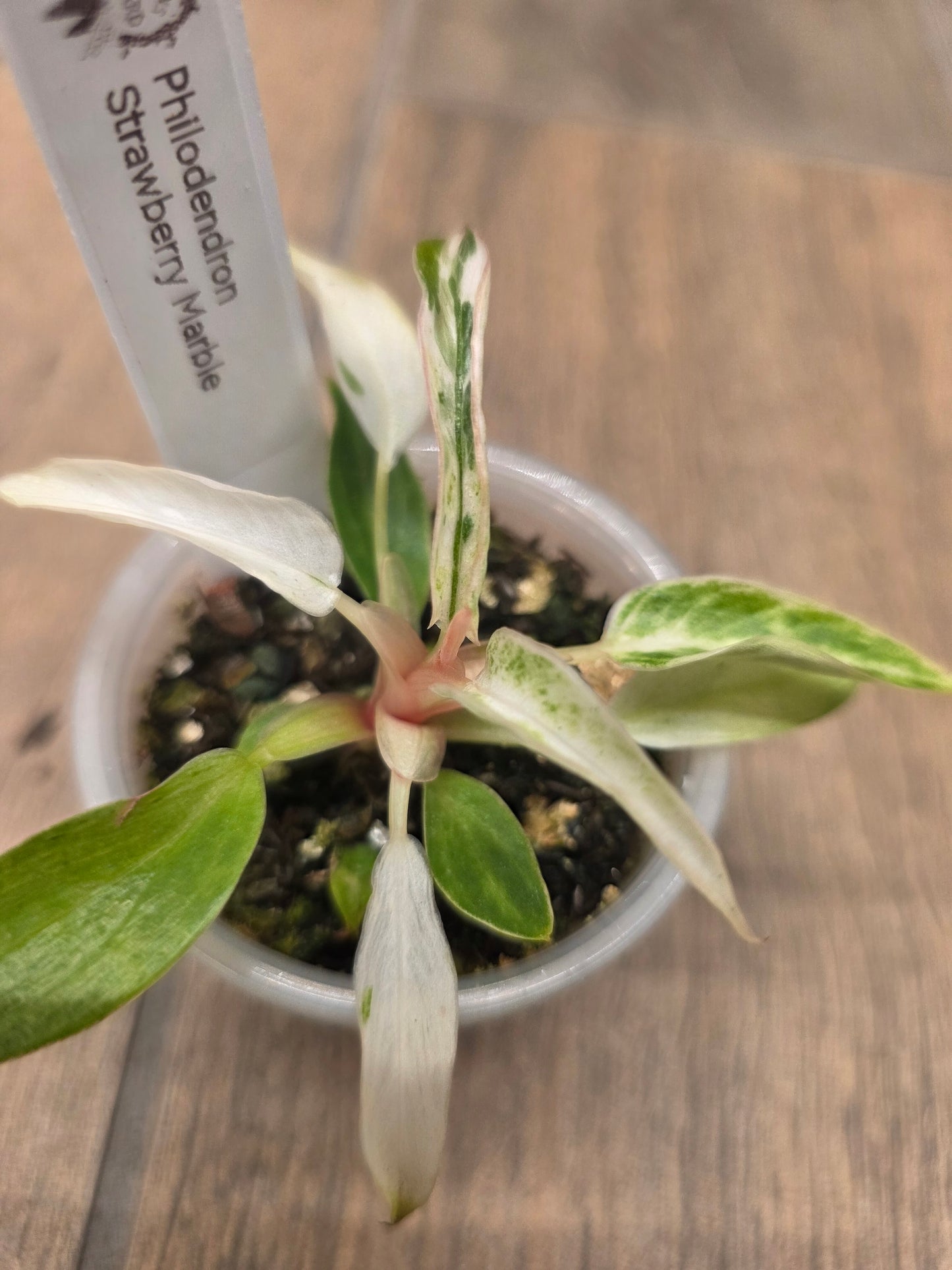 Philodendron Strawberry Marble