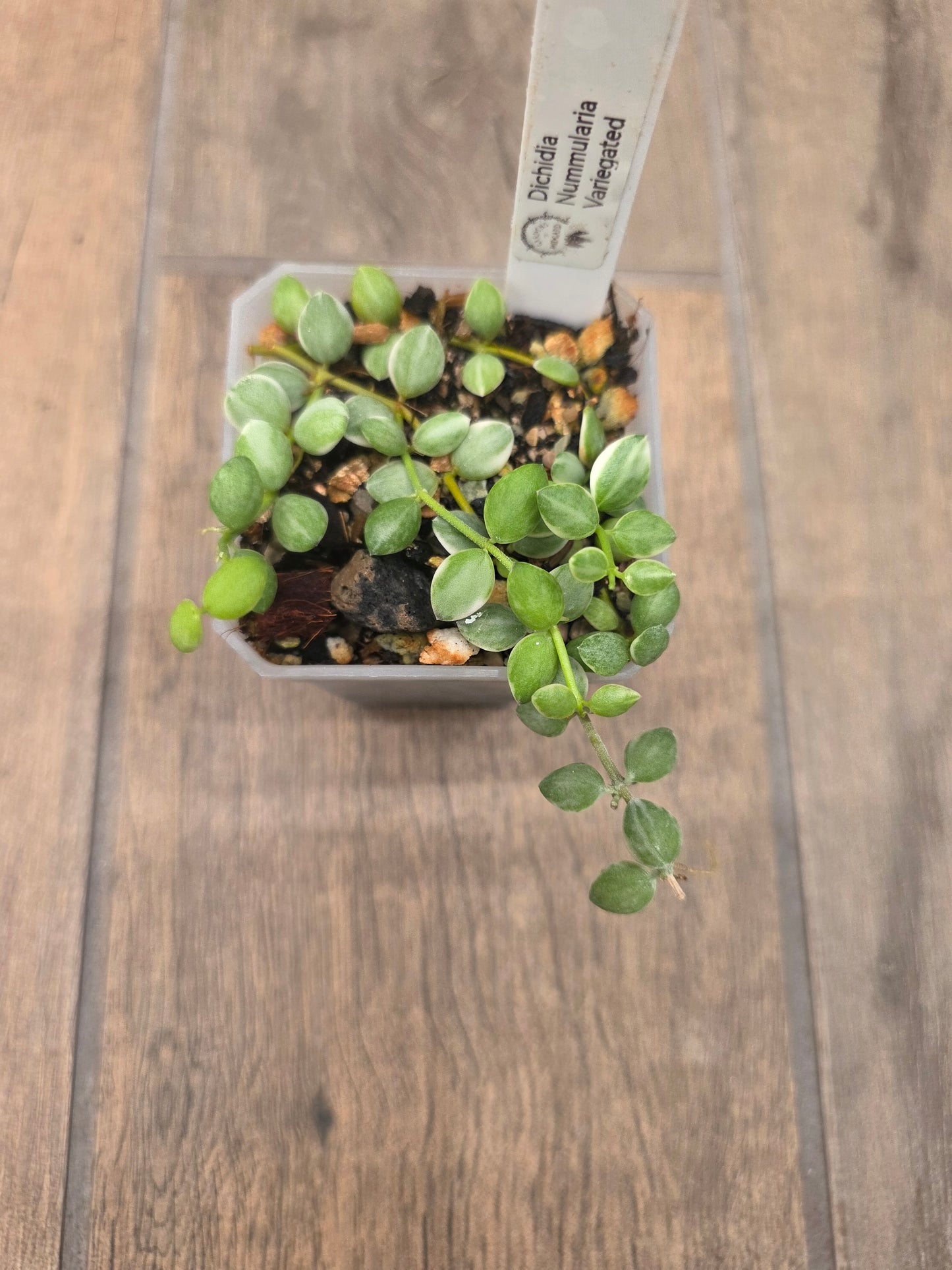 Dischidia Nummularia Variegated