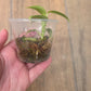 Philodendron Silver Sword Variegated