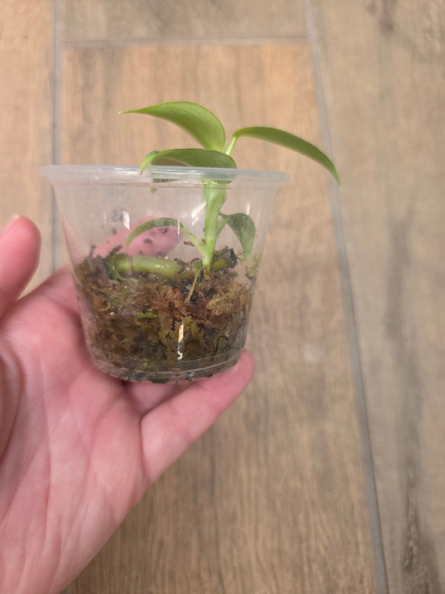 Philodendron Silver Sword Variegated