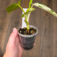 Philodendron Emerald Ice