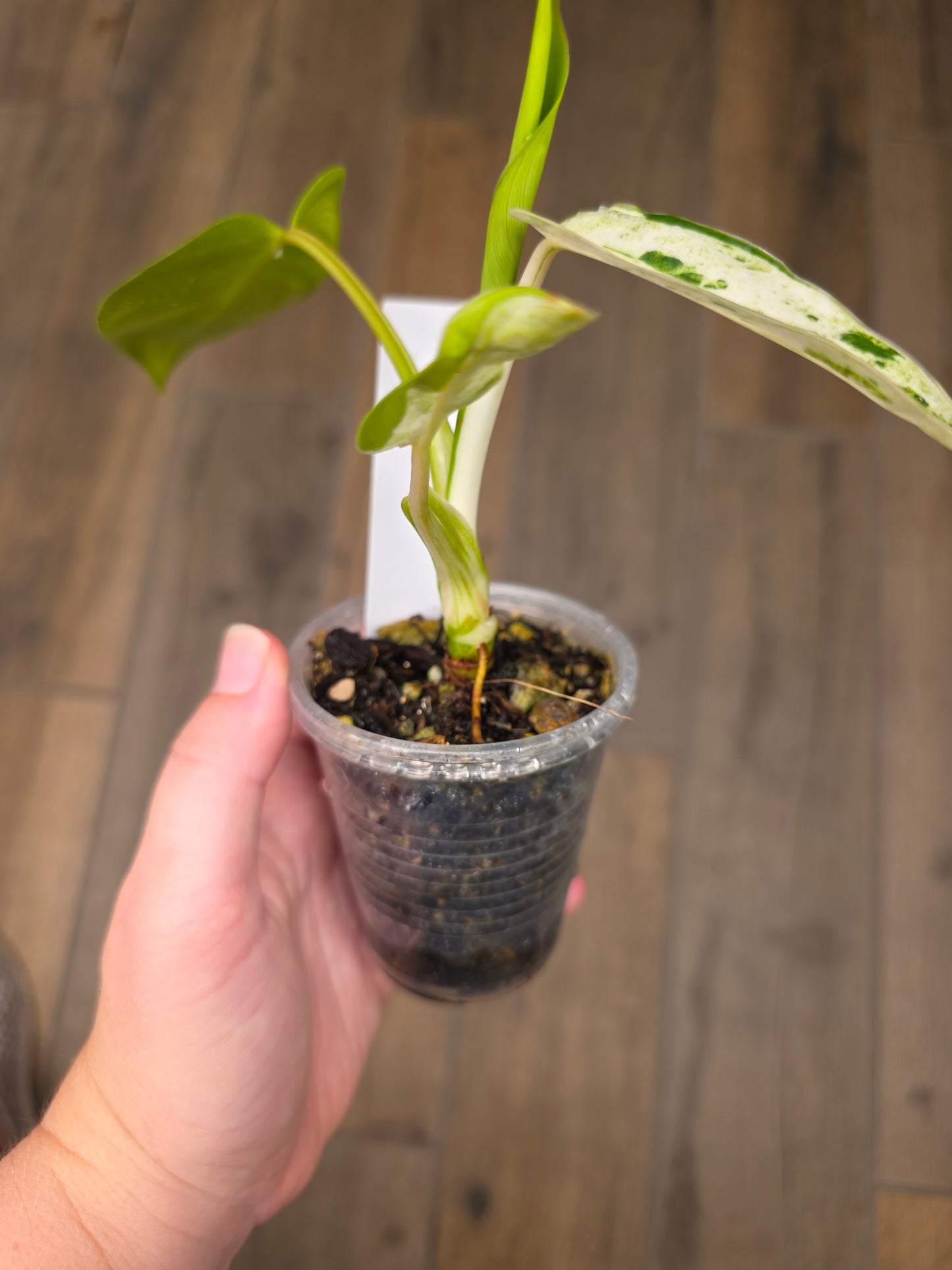 Philodendron Emerald Ice