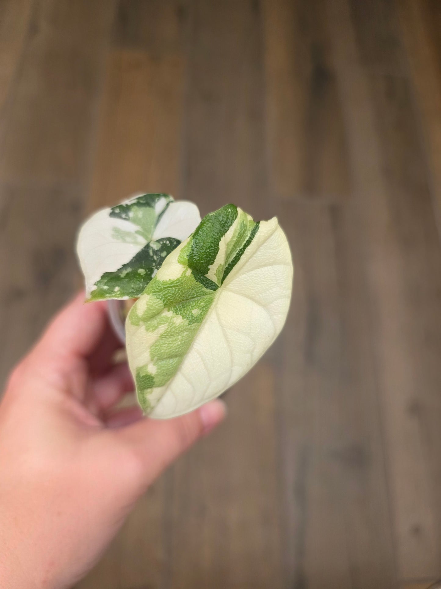 Alocasia Melo Albo