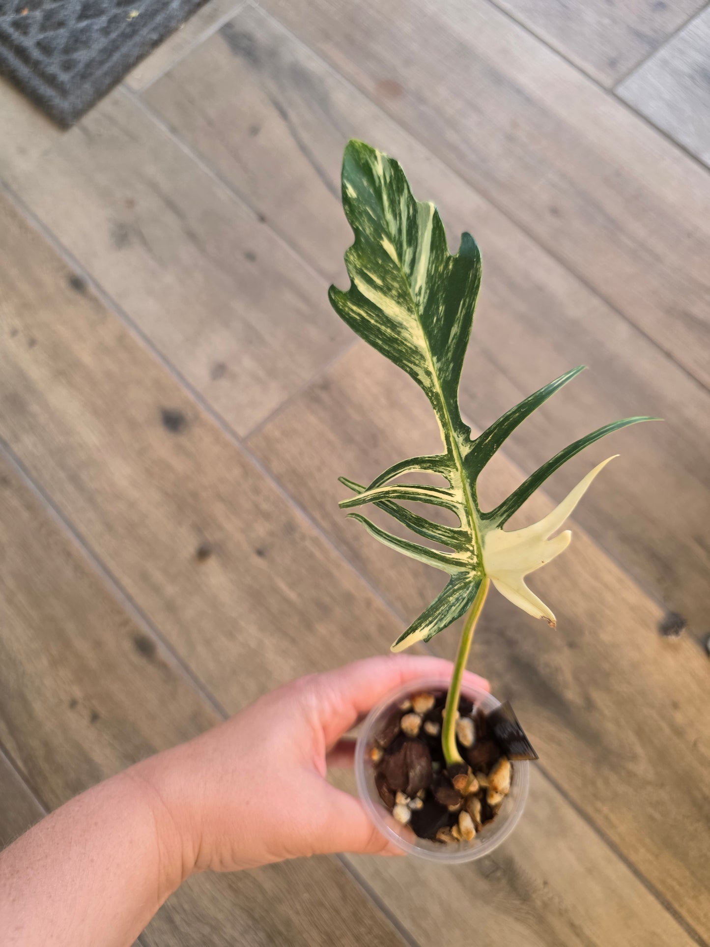 Philodendron Tortum X FL Beauty