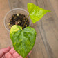 Anthurium Pterodactyl Variegated