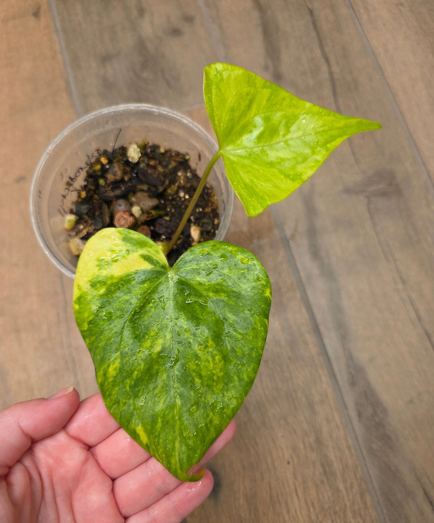 Anthurium Pterodactyl Variegated