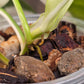 Philodendron Hederaceum Albo Variegated