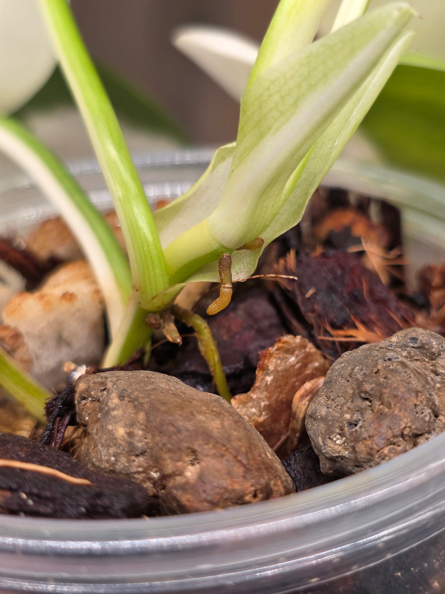 Philodendron Hederaceum Albo Variegated