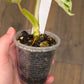 Philodendron Emerald Ice