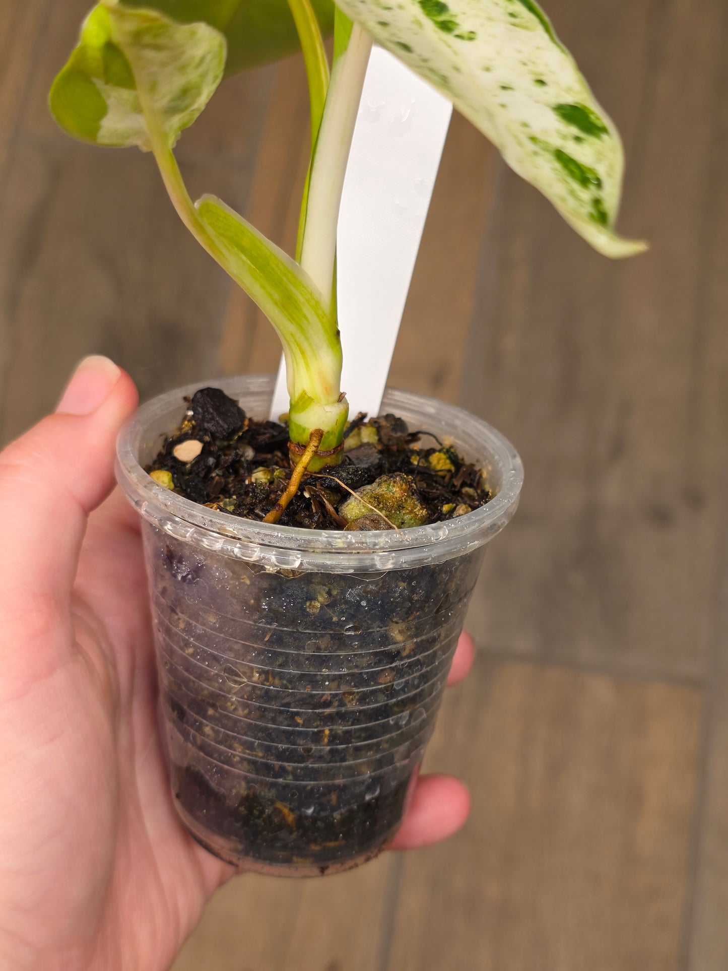 Philodendron Emerald Ice