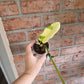 Philodendron Golden Dragon Aurea 🦄