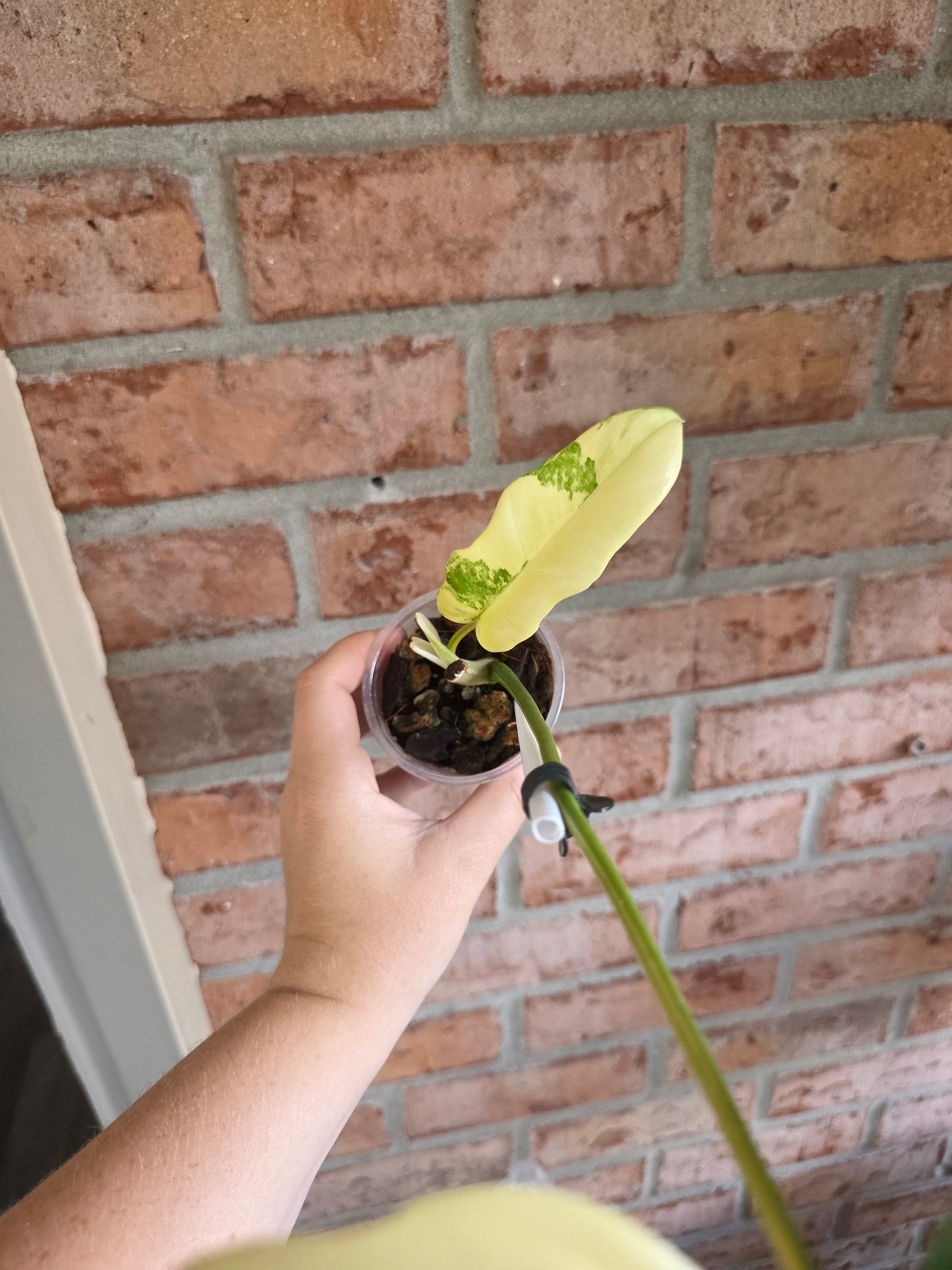 Philodendron Golden Dragon Aurea 🦄