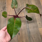 Philodendron Orange Princess