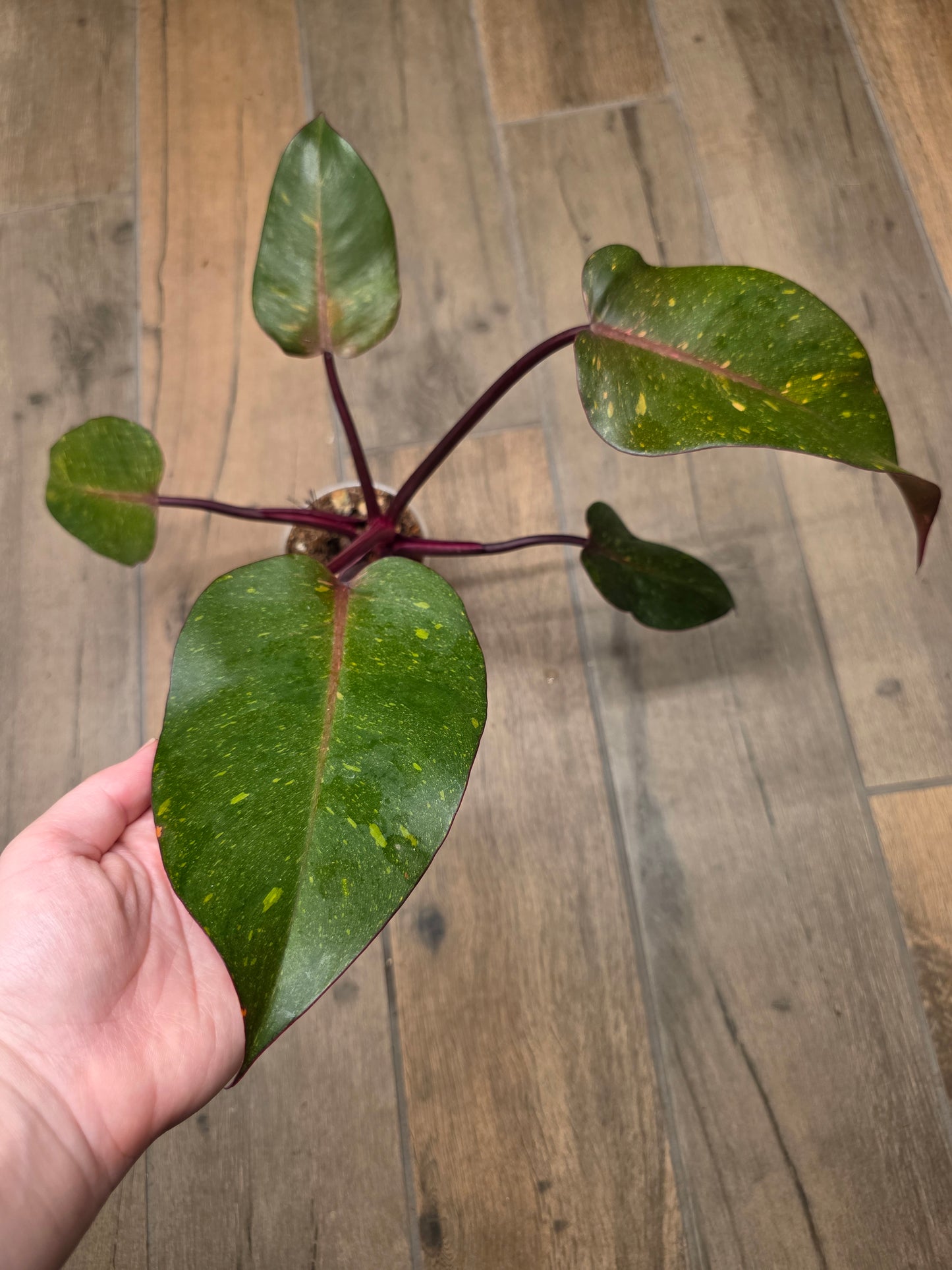 Philodendron Orange Princess