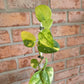 Scindapsus Argryaeus Sentarum