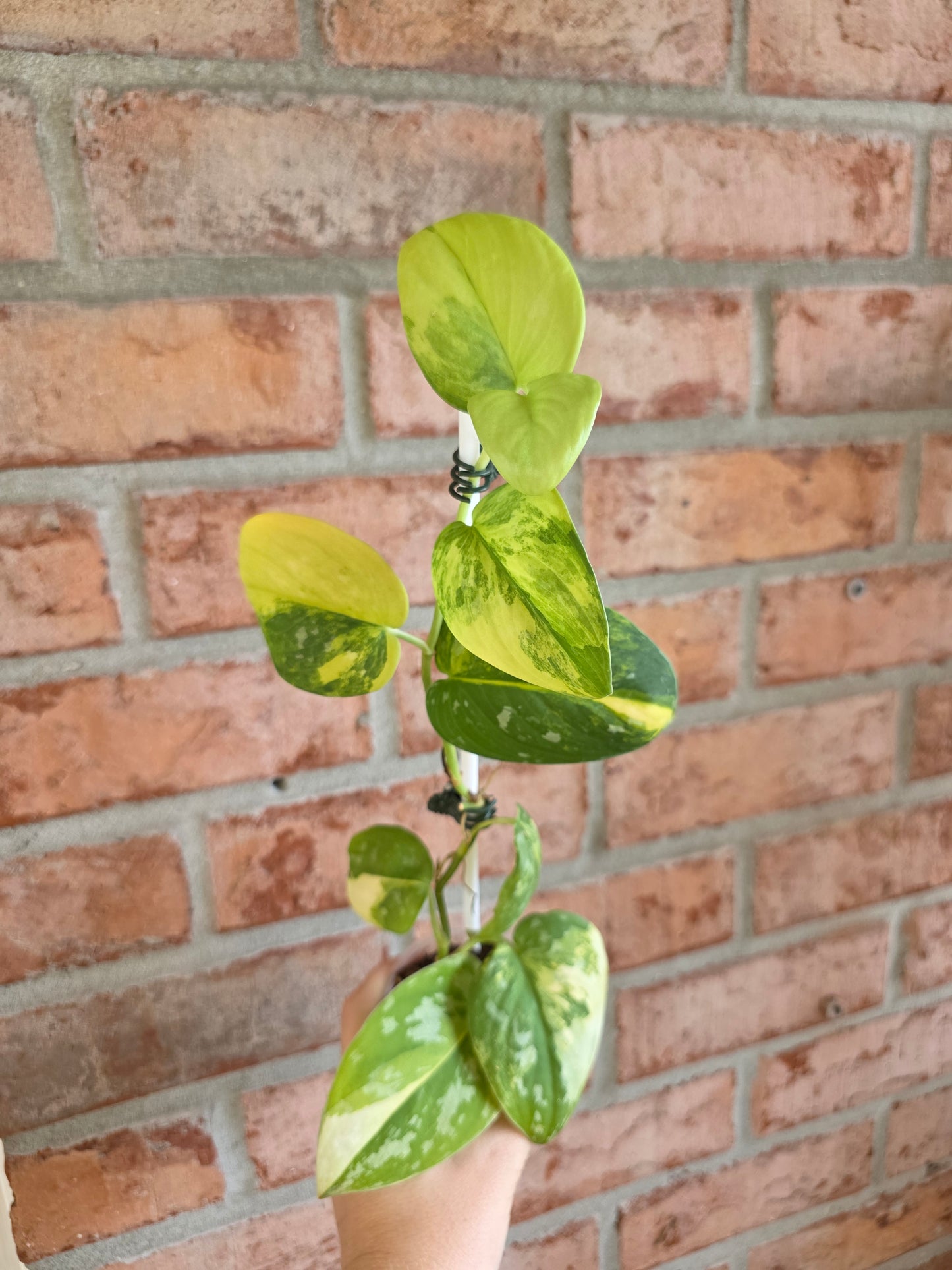 Scindapsus Argryaeus Sentarum