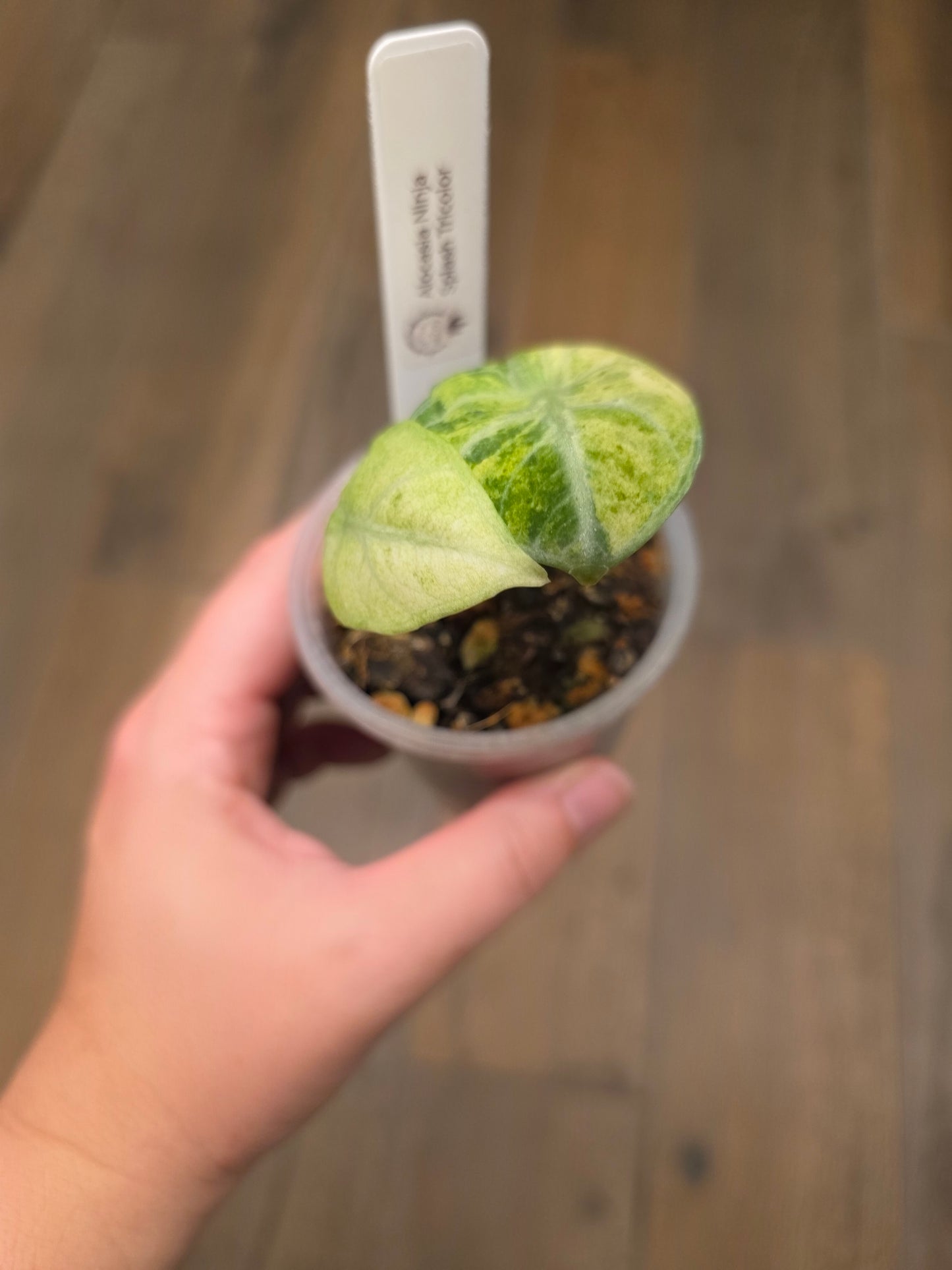 Alocasia Ninja Splash