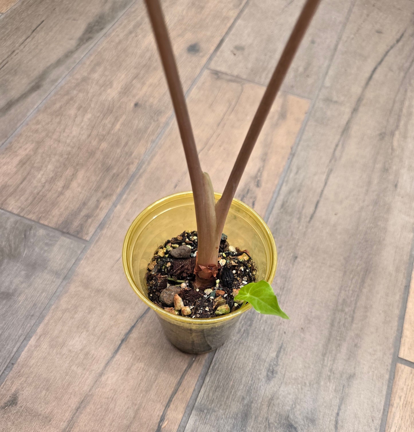 Alocasia Calidora X Pink Dragon Aurea