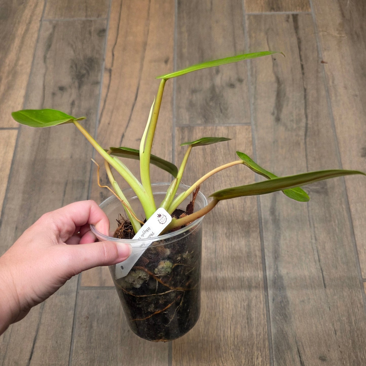 Philodendron Whipple Way